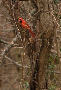 Backyard Cardinal. SJG photo. 